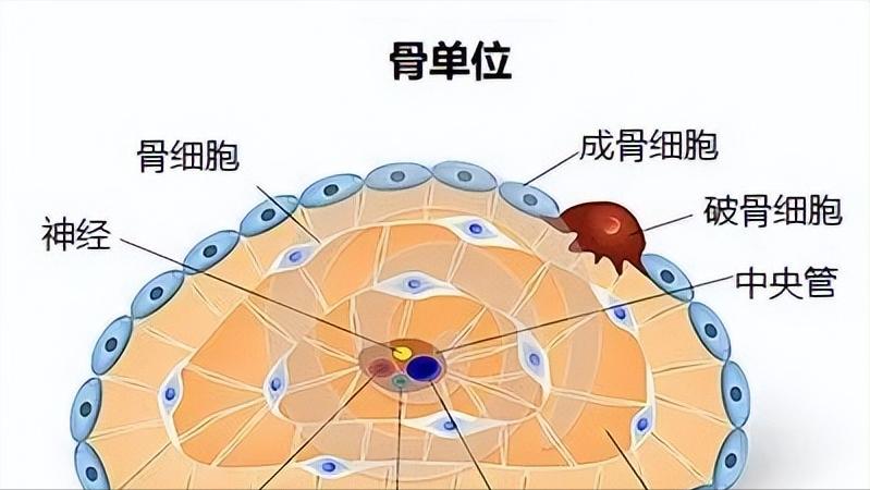 几块钱的维生素b6和几百的区别,维生素b6便宜的和贵的区别