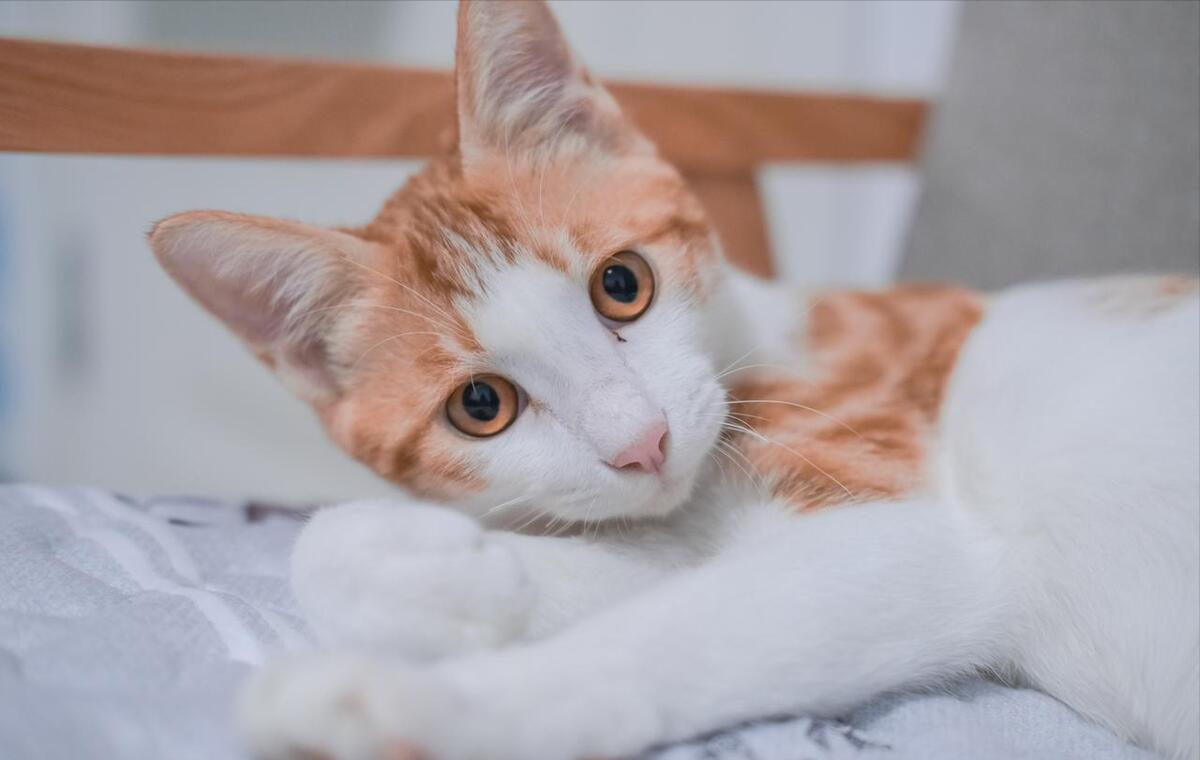 为什么中华田园猫很受人喜爱,养中华田园猫费钱吗