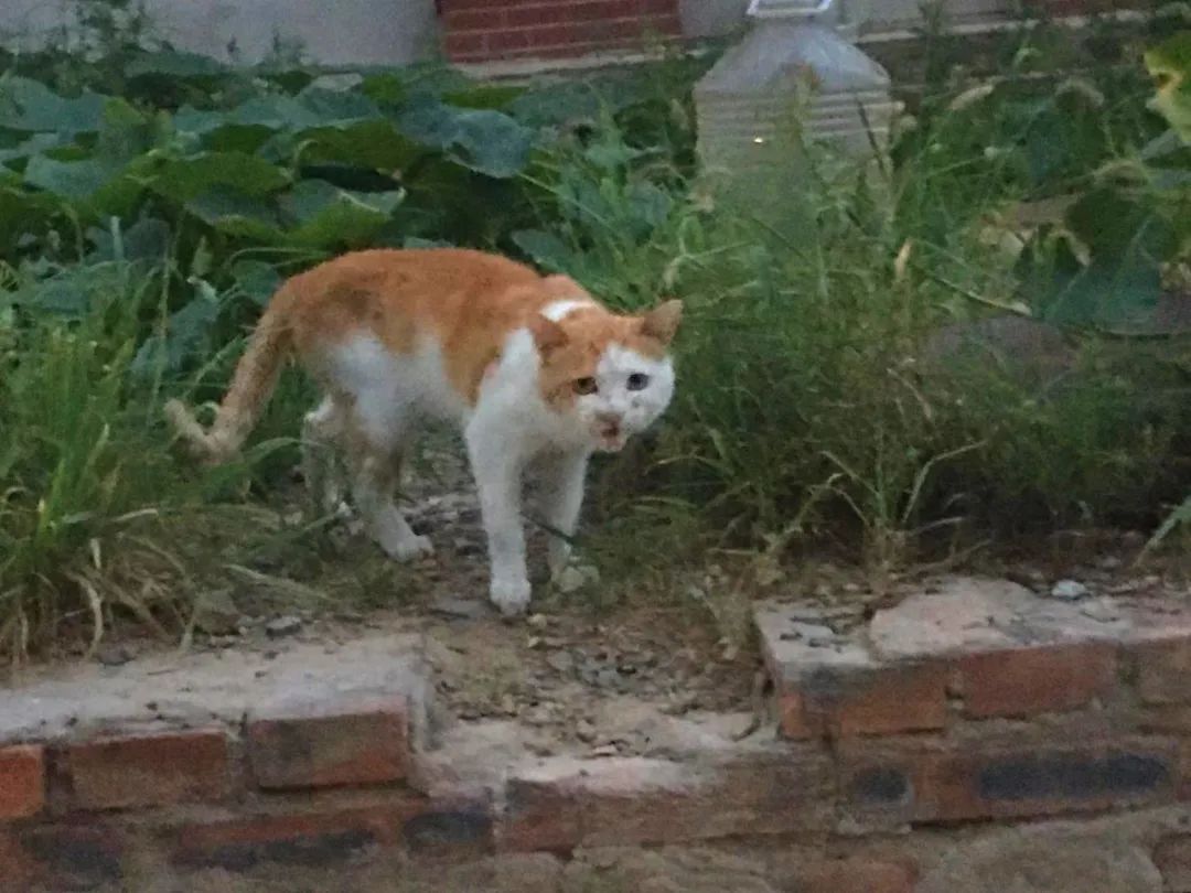 没有写完的黄猫胖太阳的故事