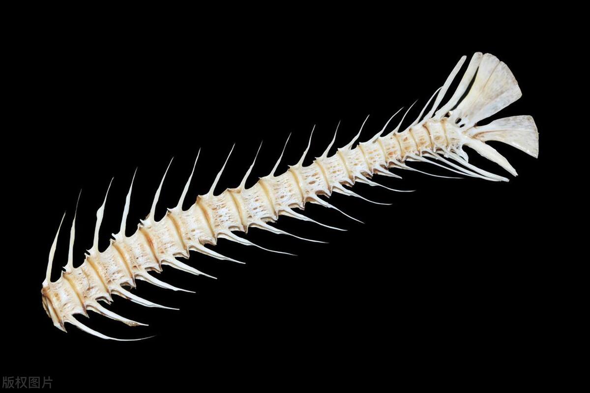 被鱼刺卡住去医院取鱼刺,被鱼刺卡了取根鱼刺多少钱