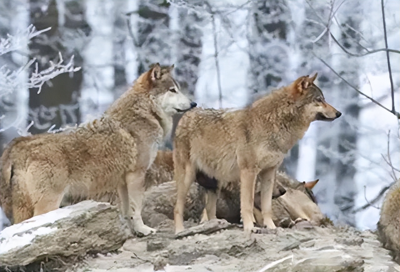 成都画家在草原写生收养狼的故事,成都女青年画家意外收养一只幼狼