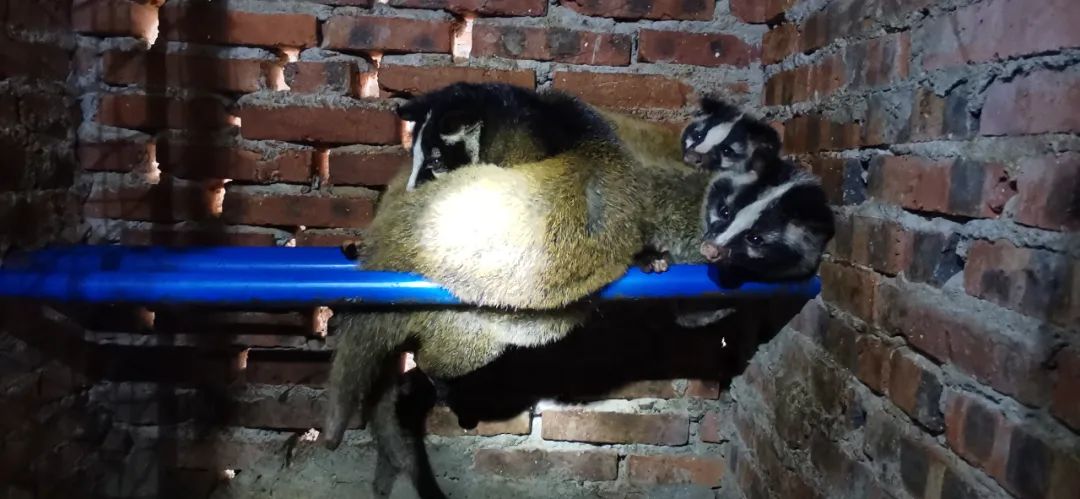 娴峰崡鍏撮殕鐚睅鍜栧暋,娴峰崡涓囧畞鍏撮殕鐚睅鍜栧暋鍩哄湴