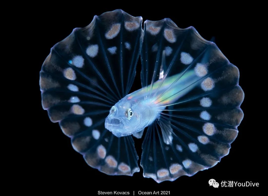 大海水下摄影作品欣赏,oceanart