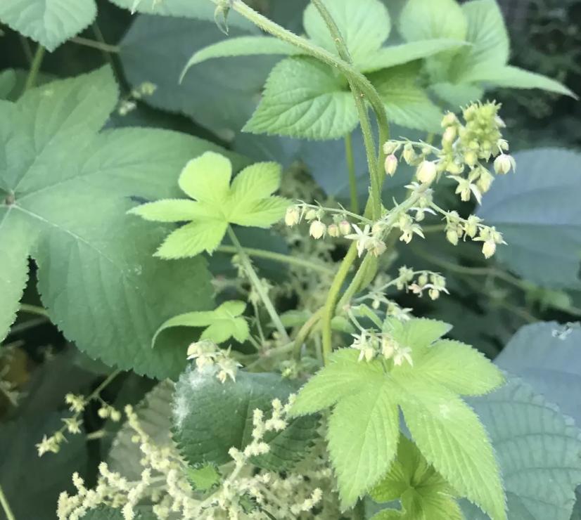 活血丹的功效与作用别名,活血丹是真的吗