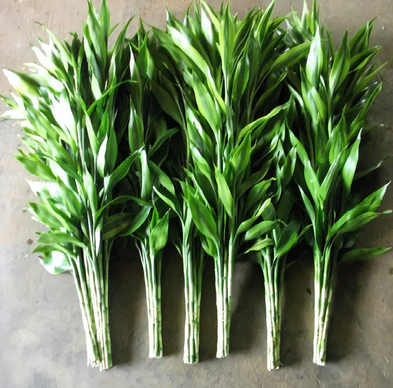 怎样让富贵竹长得又粗又壮,怎么能让富贵竹只长粗不长高