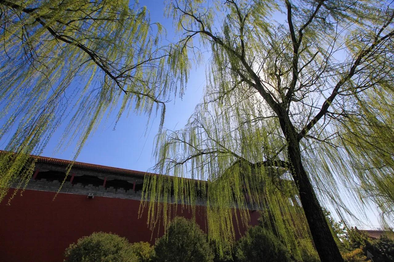 有关柳的诗句唐诗宋词,唐代诗人写的咏柳