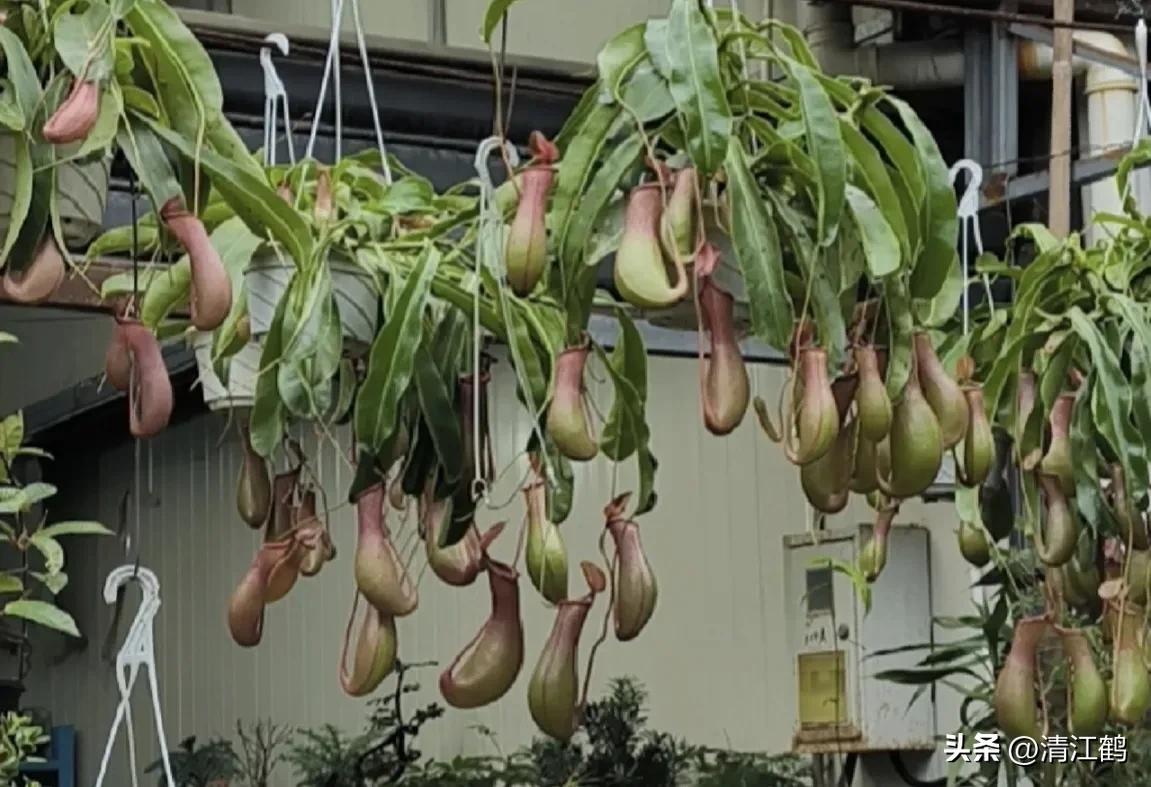 又好看又便宜的食虫植物,有什么推荐的食虫植物