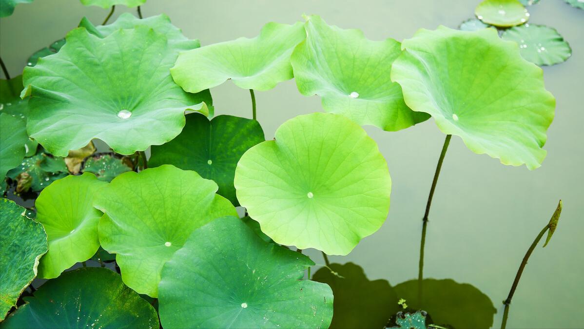 真正的0涂层物理不粘锅，具备好锅的三个特性