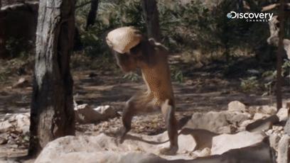 鎾炶劯鏂硅劯鐚村瓙鐨勫コ缃戠孩,鏂硅劯鐚村瓙妯′豢浜虹殑琛ㄦ儏