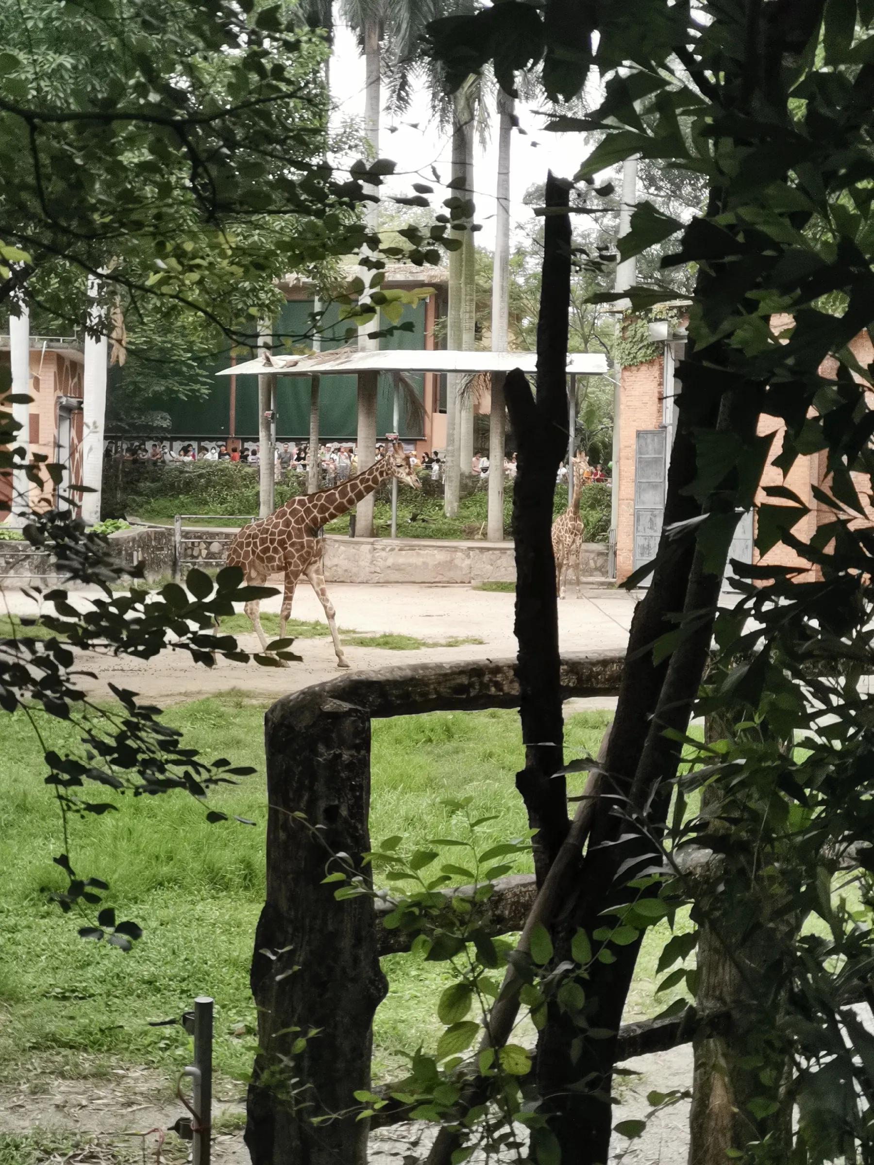 五一广州动物园攻略自由行,五一游广州野生动物园