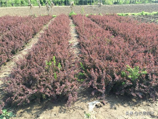 红叶小檗紫叶小檗的价格,红叶小檗幼苗批发基地