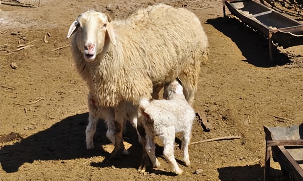 母羊断奶有什么方法让母羊回奶,母羊乳腺硬块挤不出来
