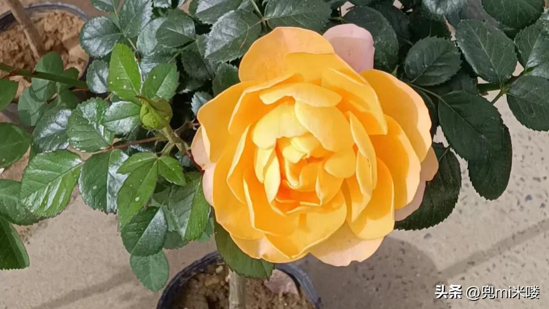 结婚生娃三件事,结婚生娃的单机游戏