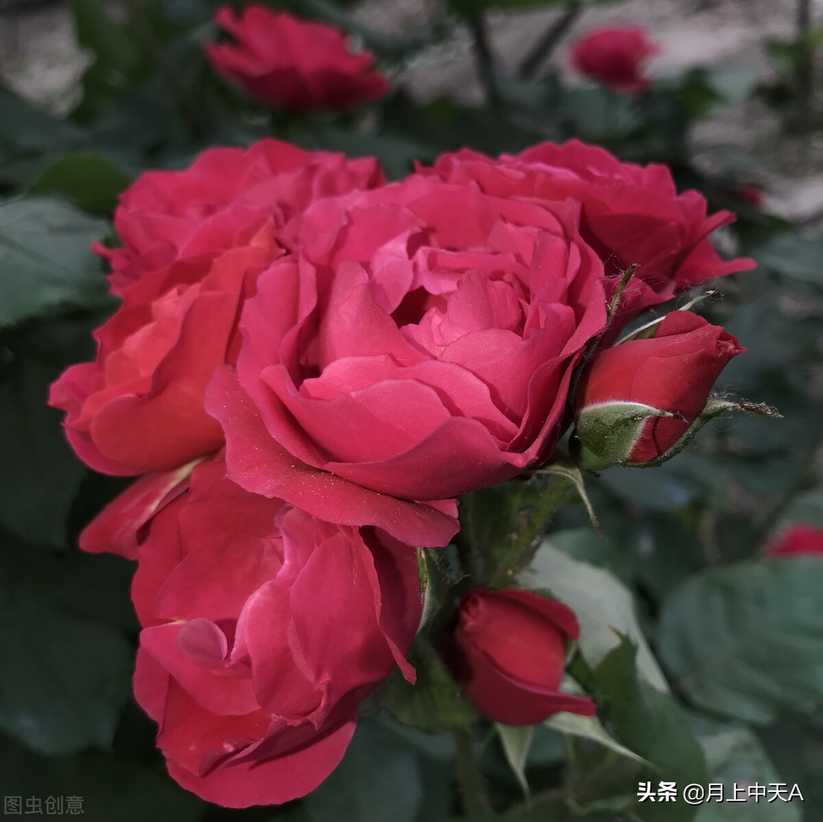 咏月季花七绝,咏月季花七绝七言诗