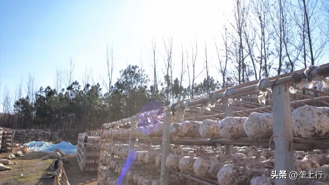 滋补的香菇,香菇滋补