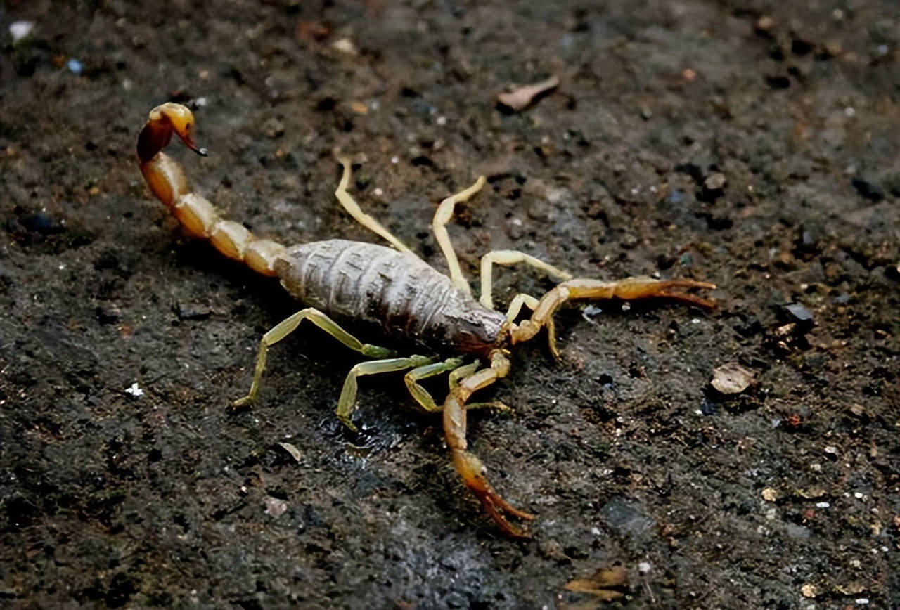 世界上有毒又可爱的野生动物,野生动物存在哪些危险