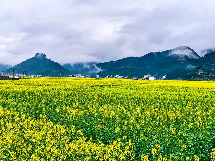儿童画教程｜春季自然美学课程《正是油菜花开时》