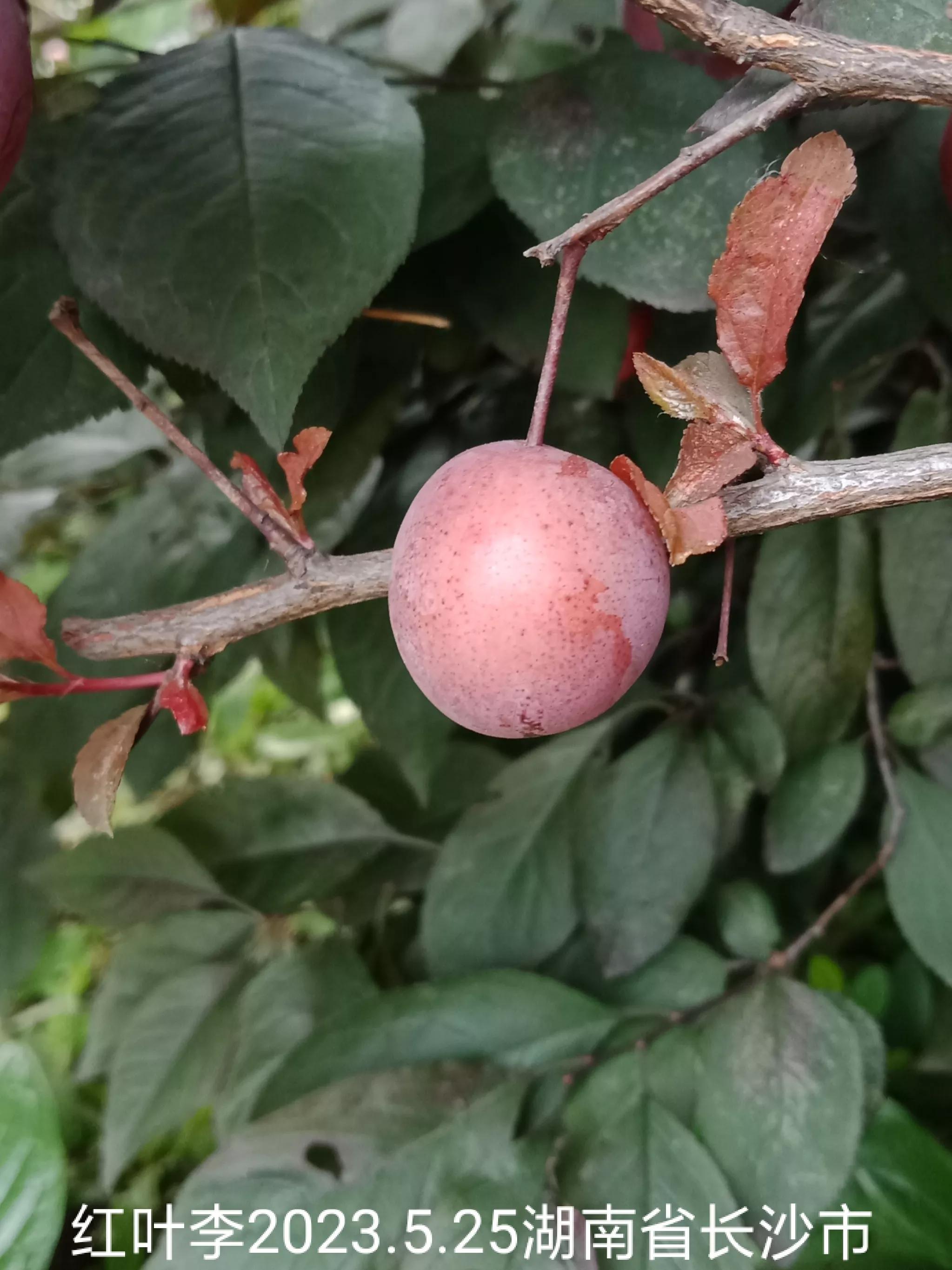 微信群没有保存下来怎么找回来,怎么找回没保存的微信群