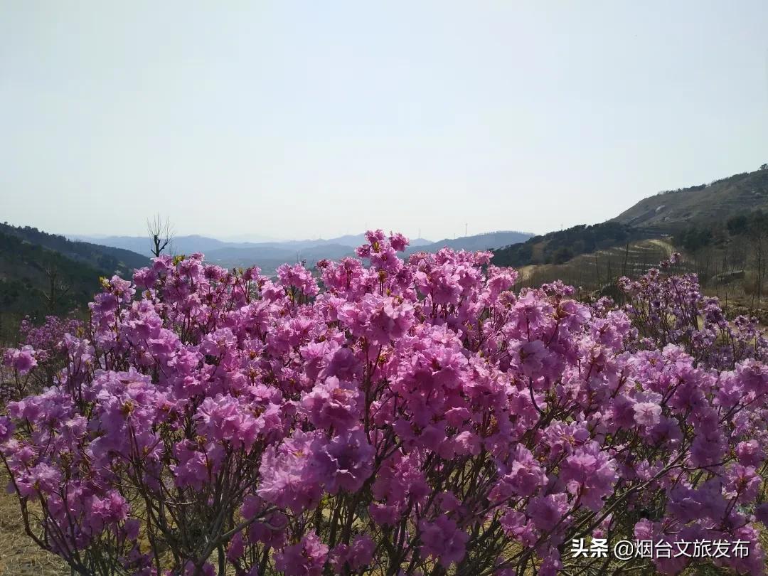 大山里映山红好美,映山红的美丽之处