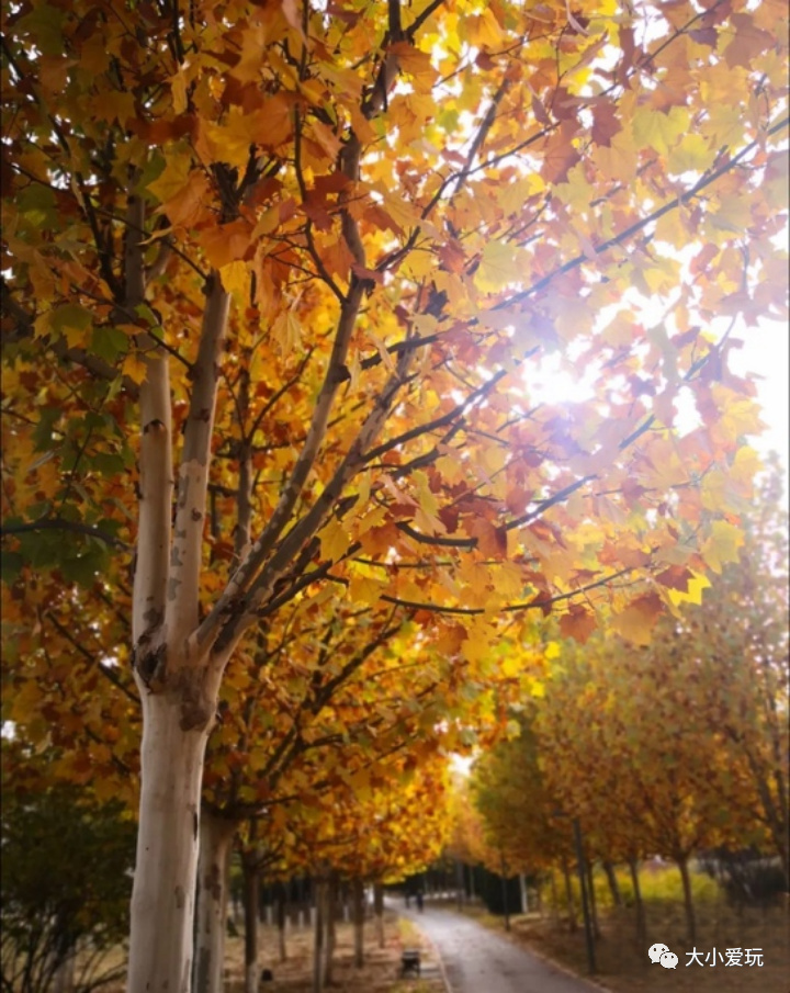 北京赏秋打卡地银杏大道,北京10条最值得打卡赏红叶线路