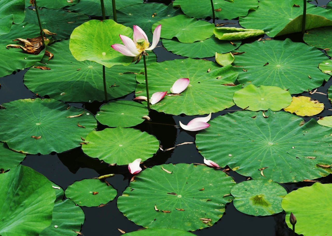 郑州赏荷,郑州赏荷最佳路线图