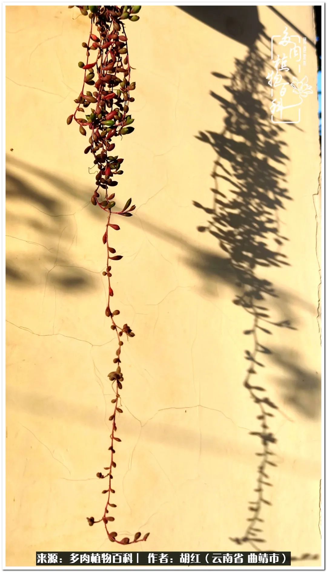 多肉植物里的糖,多肉生活的调味剂