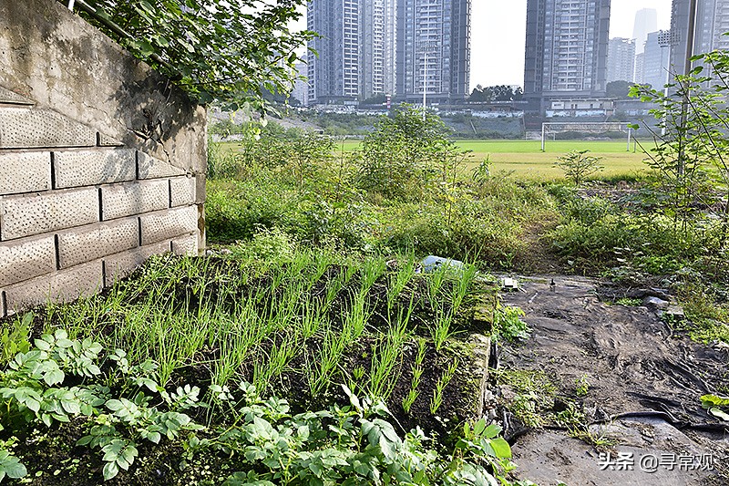 亚洲杯已出局的球队,有哪些足球俱乐部解散了