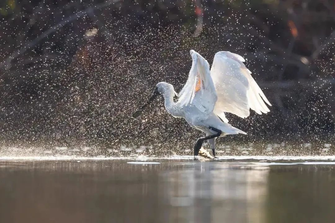 深圳福田免费公园排名前十名,福田中心公园游玩攻略