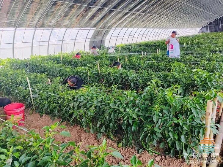 沁县绘就乡村振兴好“丰”景