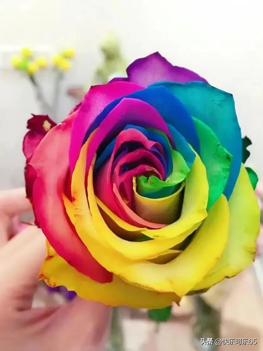 玫瑰花真的有那么多颜色吗,玫瑰花各种各样的颜色