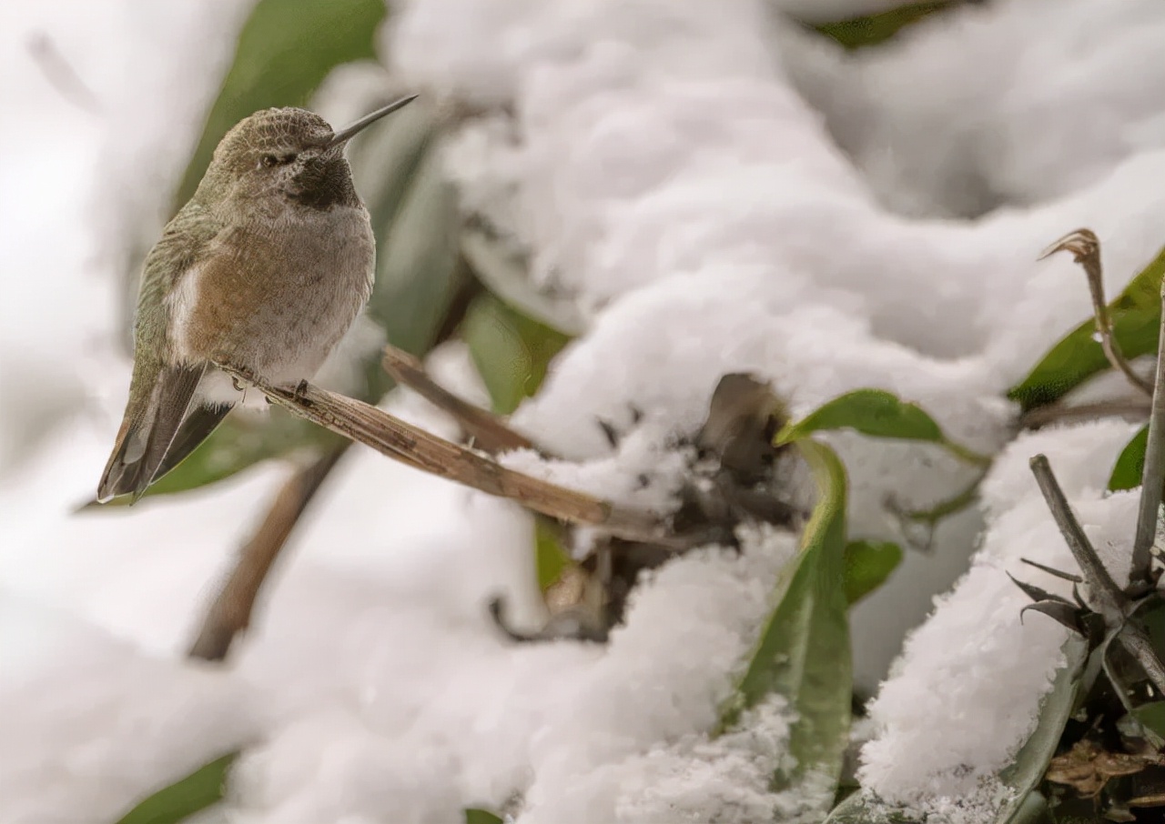 温哥华低温,温哥华冬天最冷零下10度