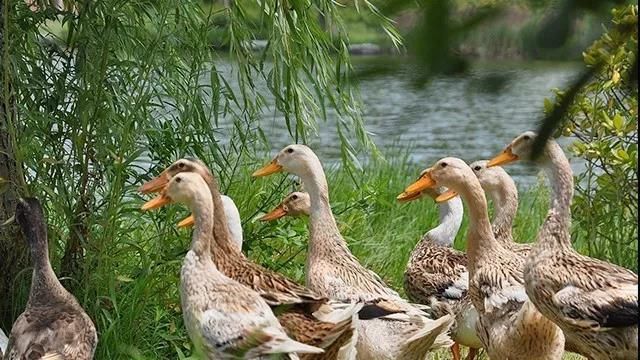 张汪景坤板鸭,张汪景坤板鸭好不好吃