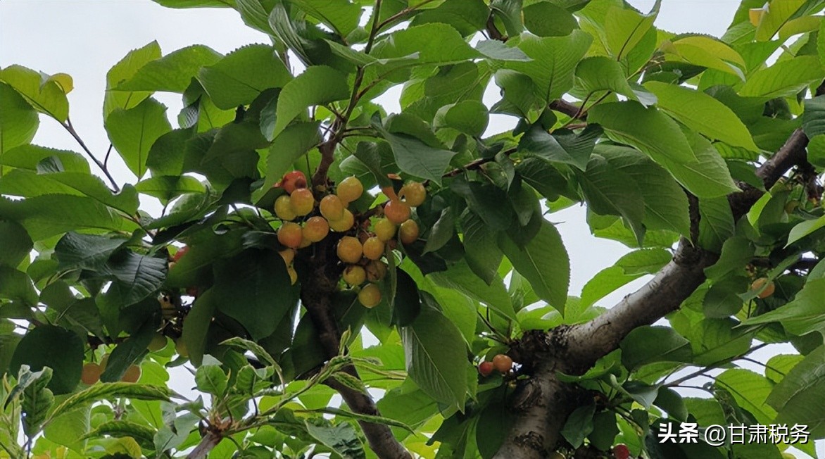 税收助力“红苹果”变“致富果”,红果果映红致富路