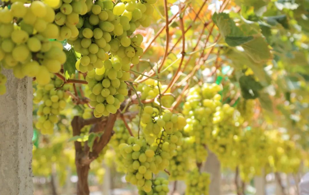 孝昌葡萄,优质农产品葡萄丰收