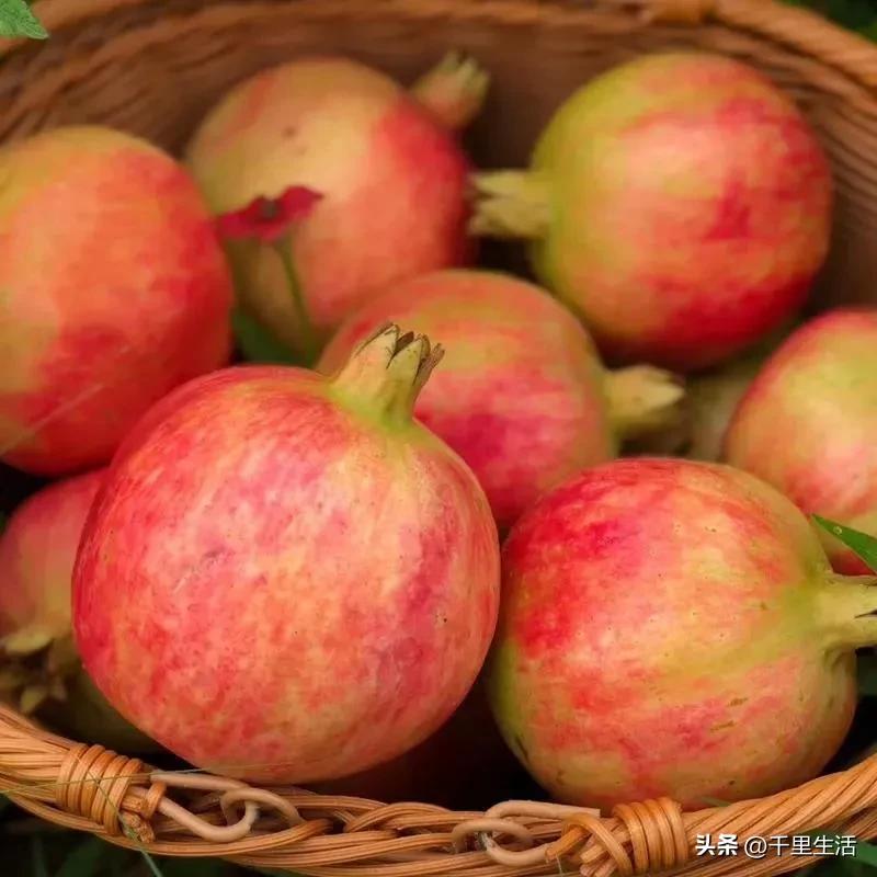 突尼斯软籽石榴超级好吃,突尼斯软籽石榴不用吐籽就能吃