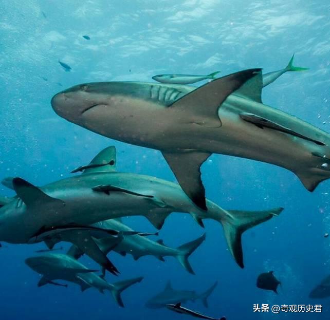 雄性动物进化器官,雄性生物生殖进化