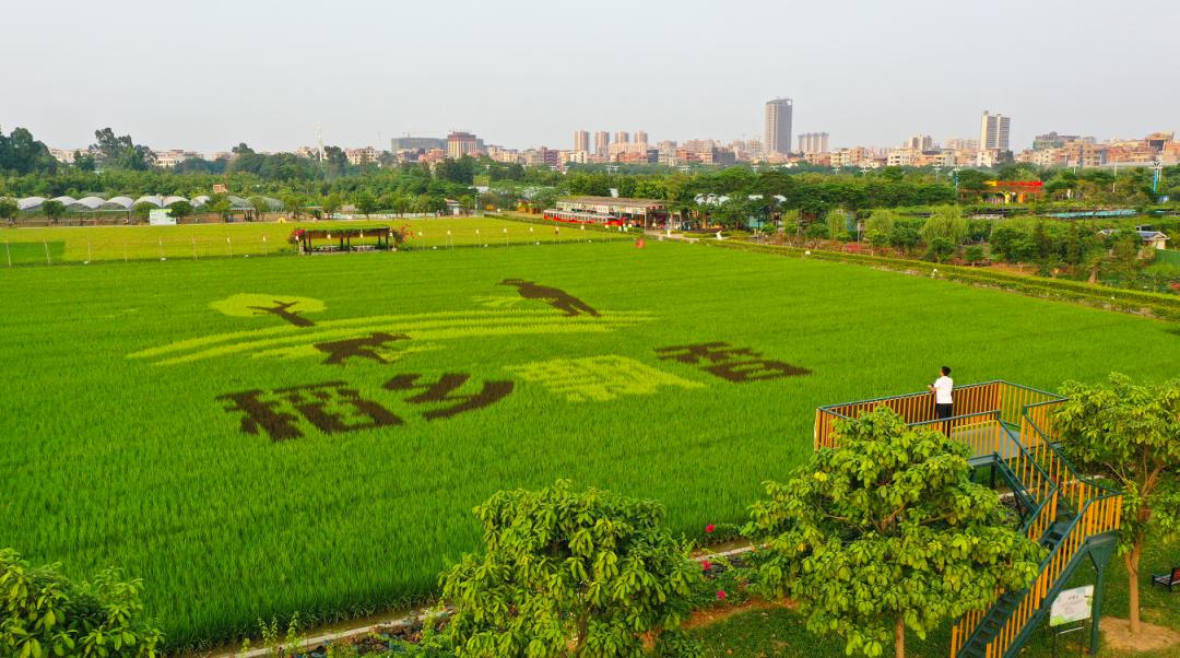 麻涌国庆游玩好去处,麻涌周末去哪玩