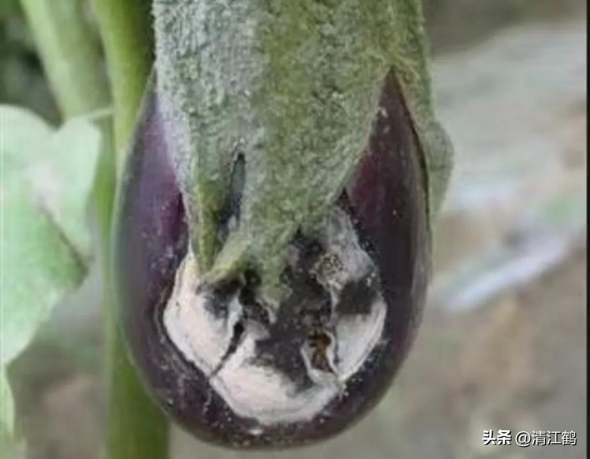 茄子买什么样的好,茄子到底能不能买