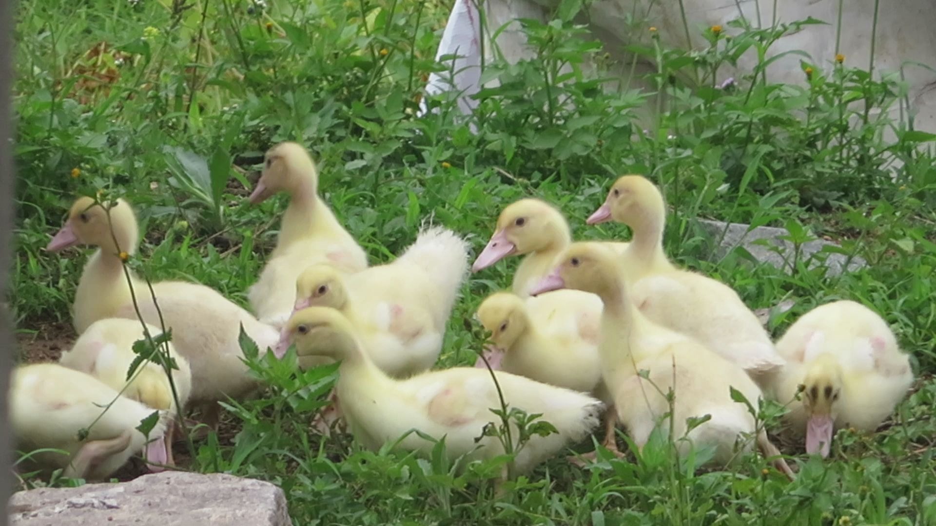 小鸭子怎样喂好养,小鸭子怎么喂养一天喂几次