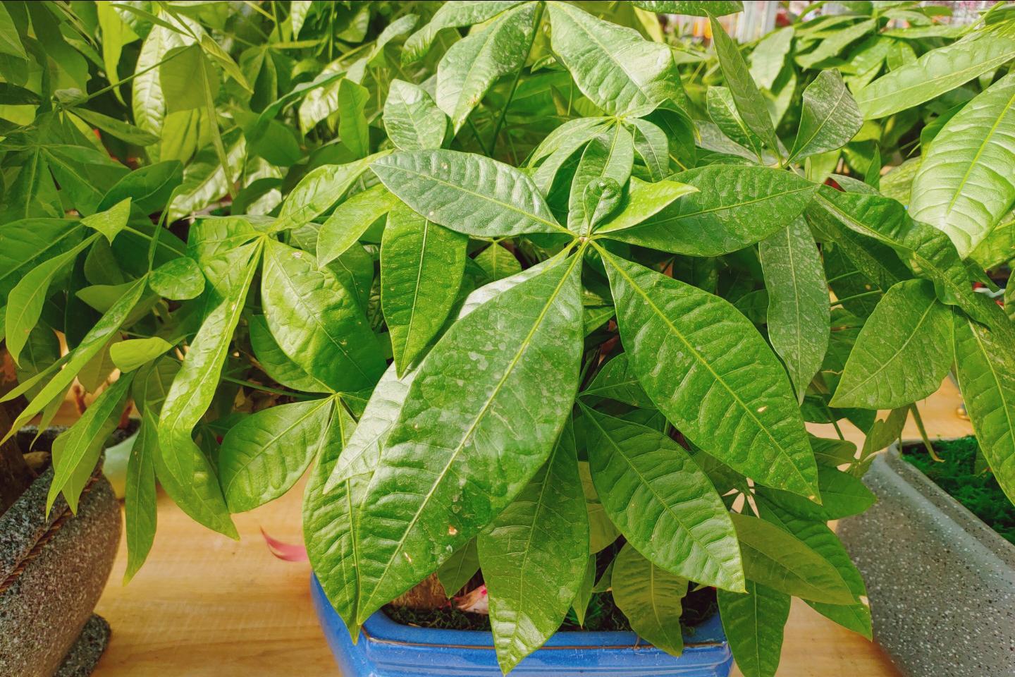 寓意吉祥的花镇宅最吉利的三种花,4种镇宅花家里养一棵霸气又镇宅