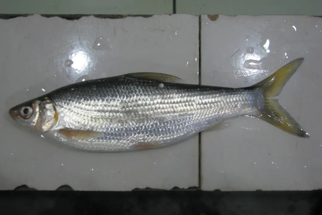 黑龙江三花五罗十八子图片,黑龙江名鱼三花五罗