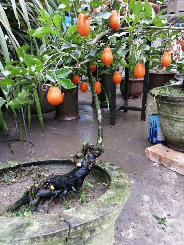 20种大毒花你家里养了吗,4种大毒花家里经常养