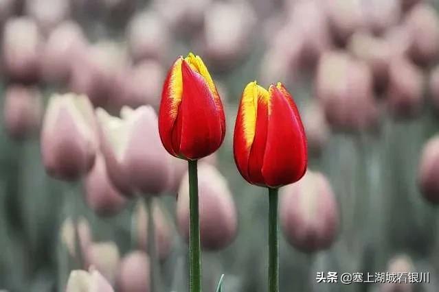 塞上四月，花博园的郁金香盛开时，别有一番情味