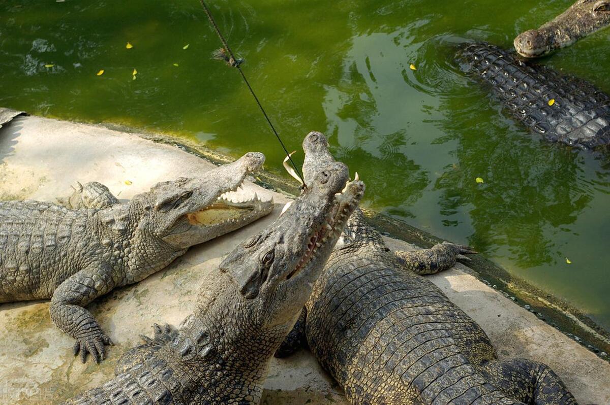 鳄鱼养殖需要办证吗,人工养殖的鳄鱼视频