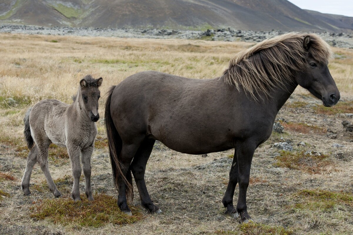 马肉能吃吗犯法吗,马肉也是一种肉为什么几乎没人吃