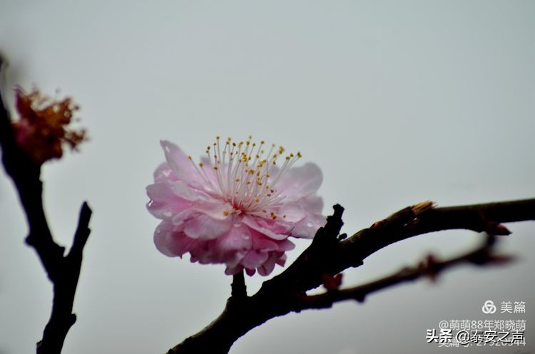 春风拂柳梅花开,桃李春风梅花开
