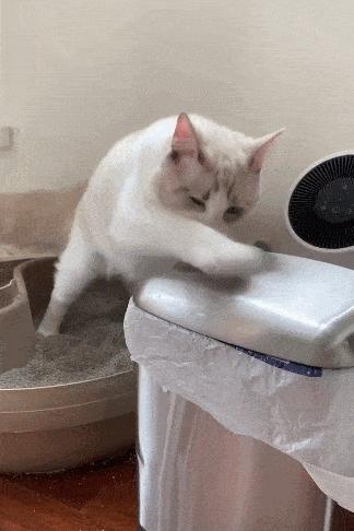 怎么测试自家猫爱不爱自己,如何测试小白猫家里的猫咪傻不傻