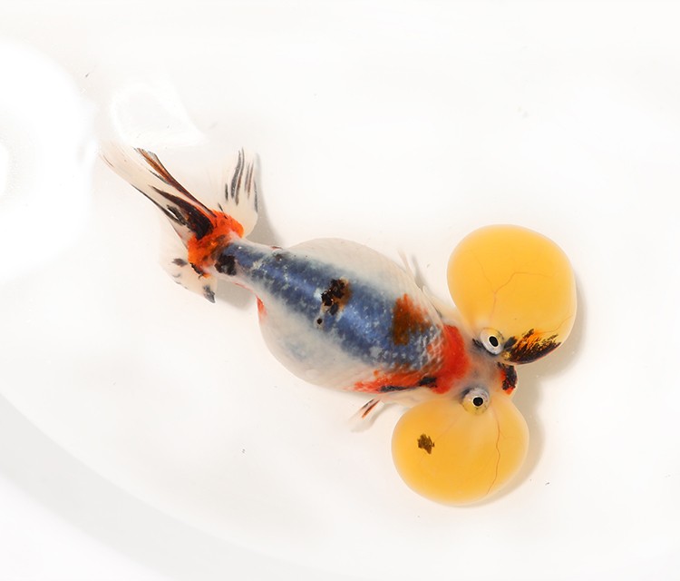 基因缺陷的人造杂交鱼，竟给台湾省赚到20亿外汇？背后真相太残忍