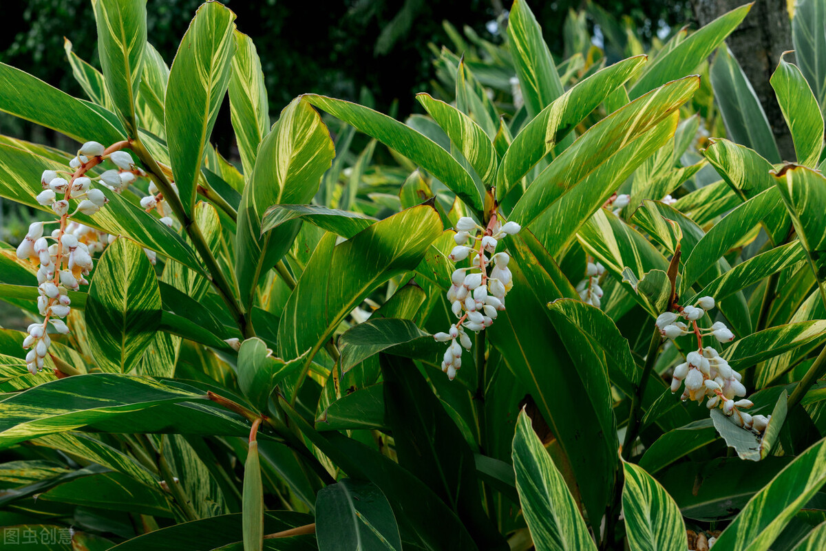 姜花的种植方法,姜花怎么种植盆栽好养
