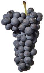 小众之美|AltoAdigeDOC上阿迪杰